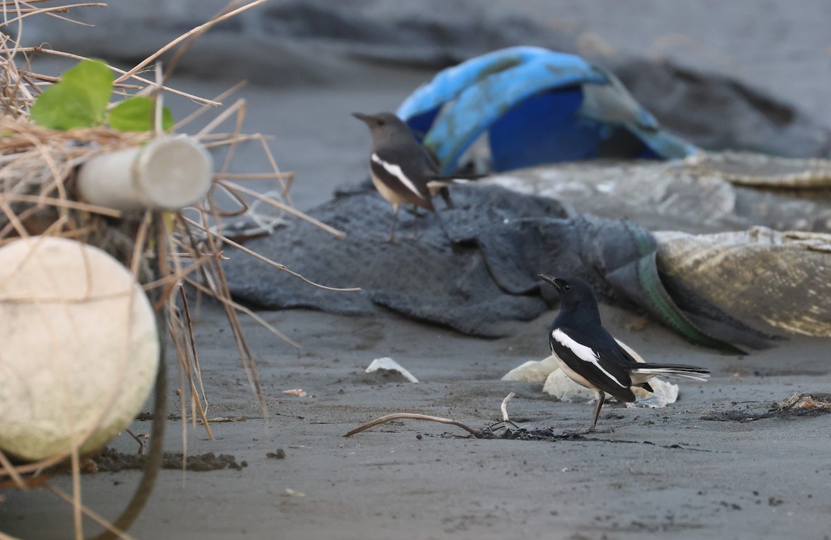 Çinhindi Alaca Bülbülü - ML646688530