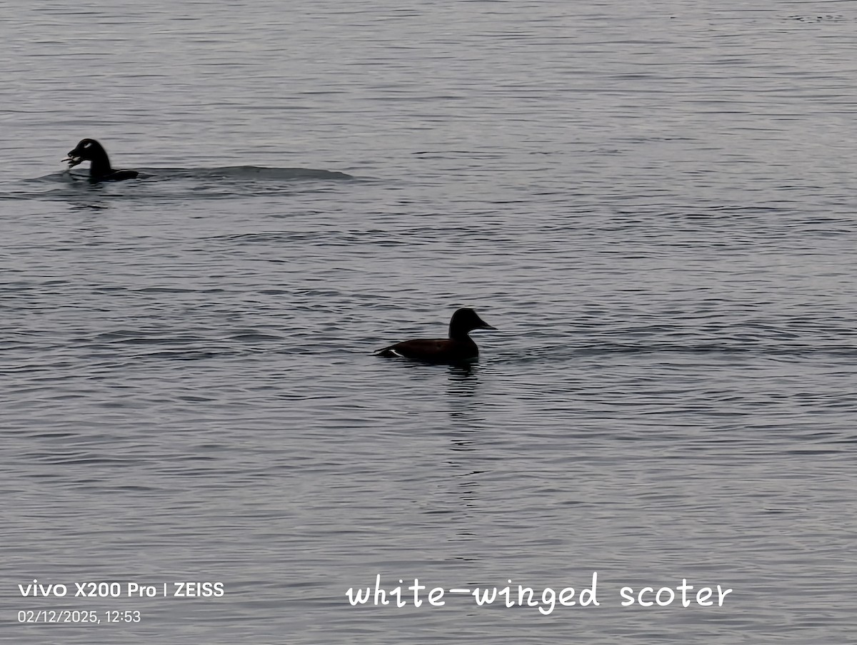 White-winged Scoter - ML646688531
