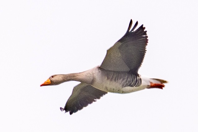 ハイイロガン - ML646688533