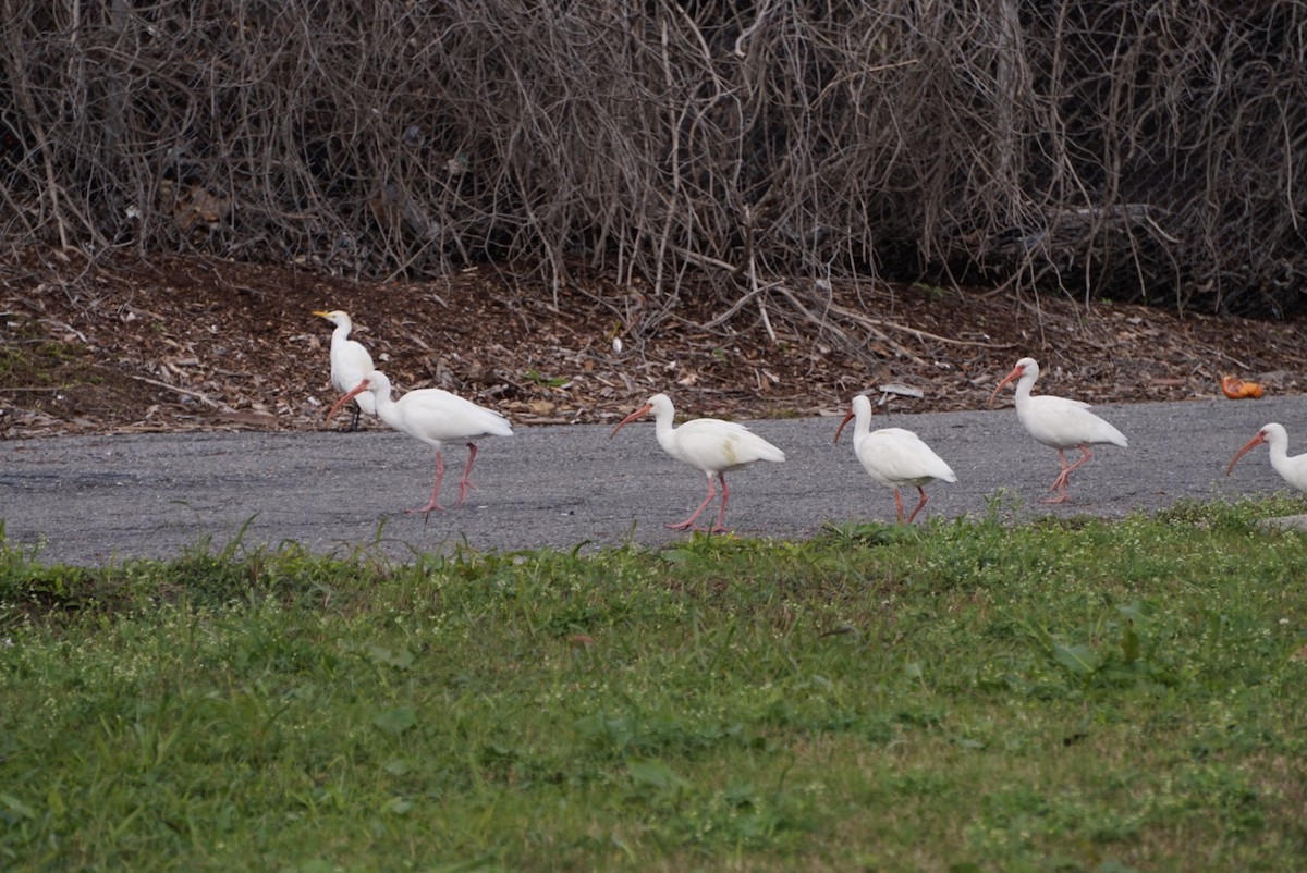 hvitibis - ML646688534