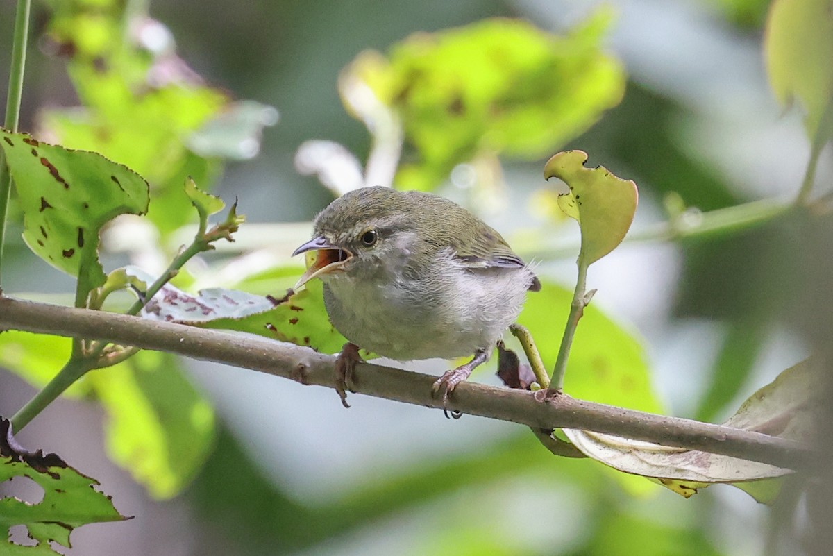 Common Jery - ML646688535