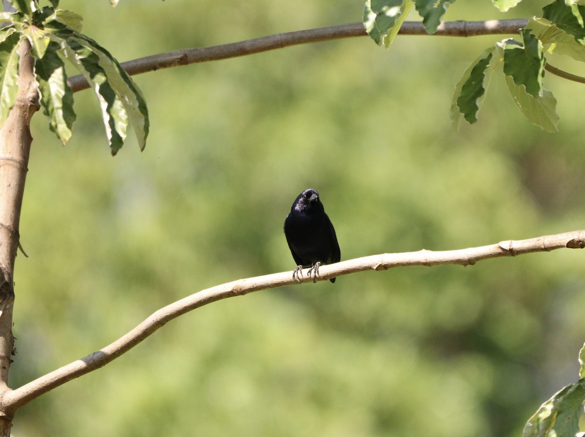 Shiny Cowbird - ML646688538