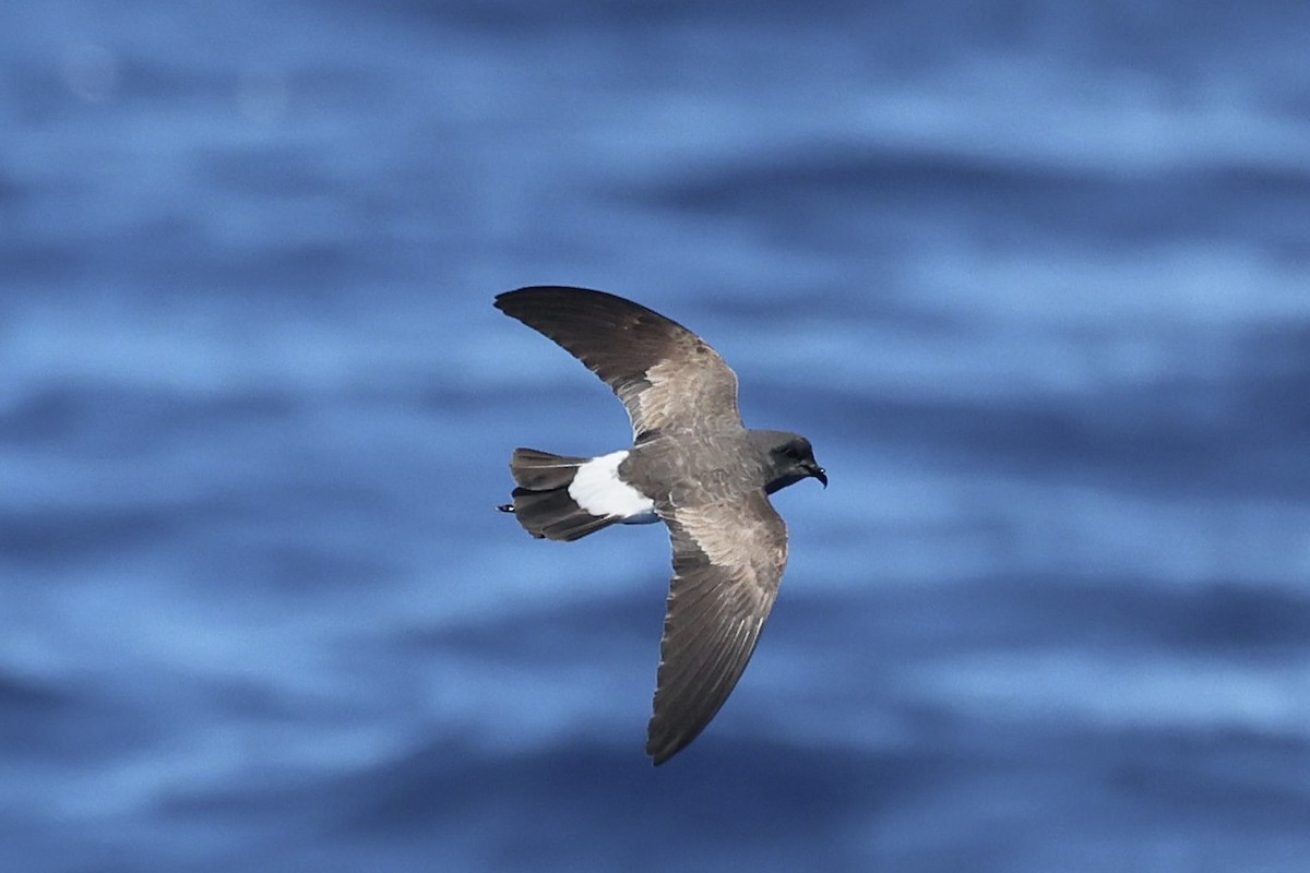 Black-bellied Storm-Petrel - ML646688539