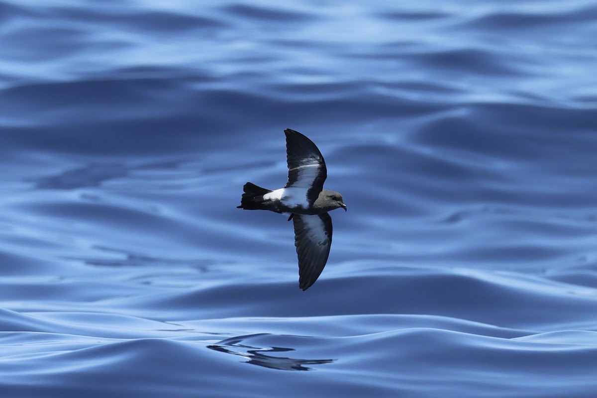 Black-bellied Storm-Petrel - ML646688540