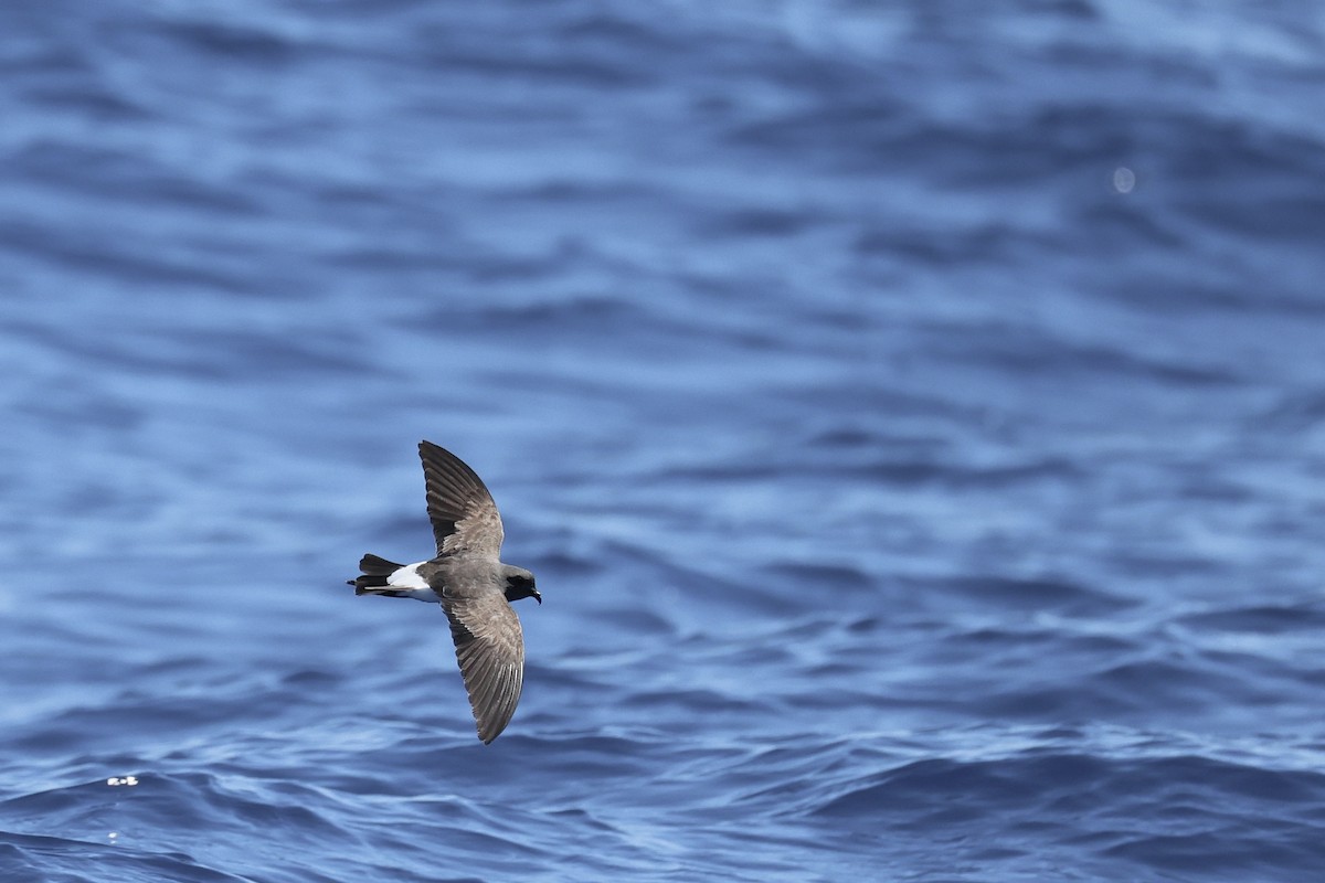Black-bellied Storm-Petrel - ML646688541