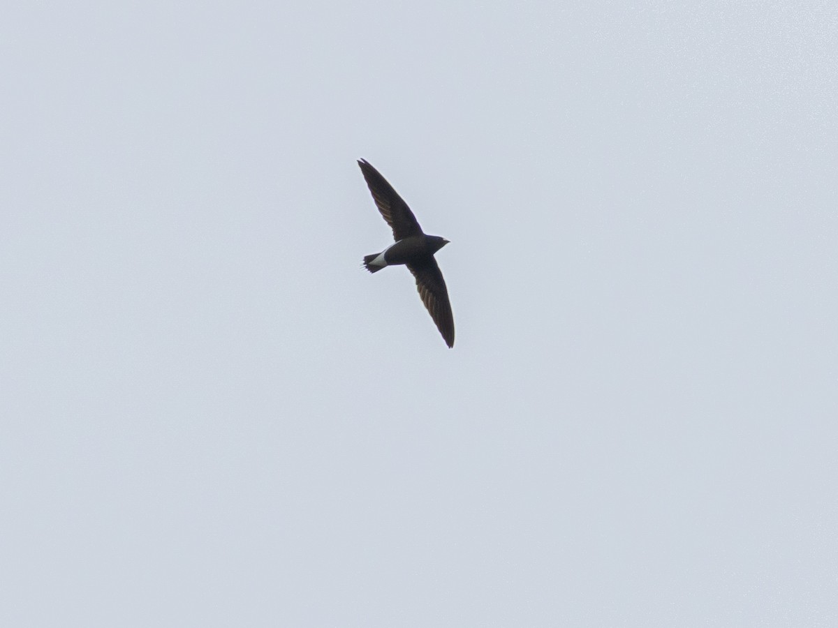 Brown-backed Needletail - ML646688545