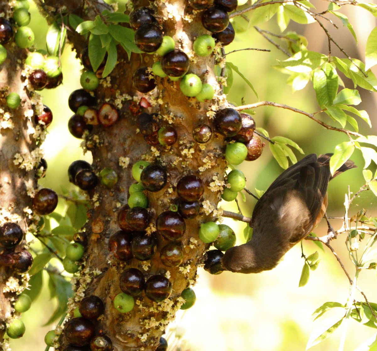 Brazilian Tanager - ML646688546
