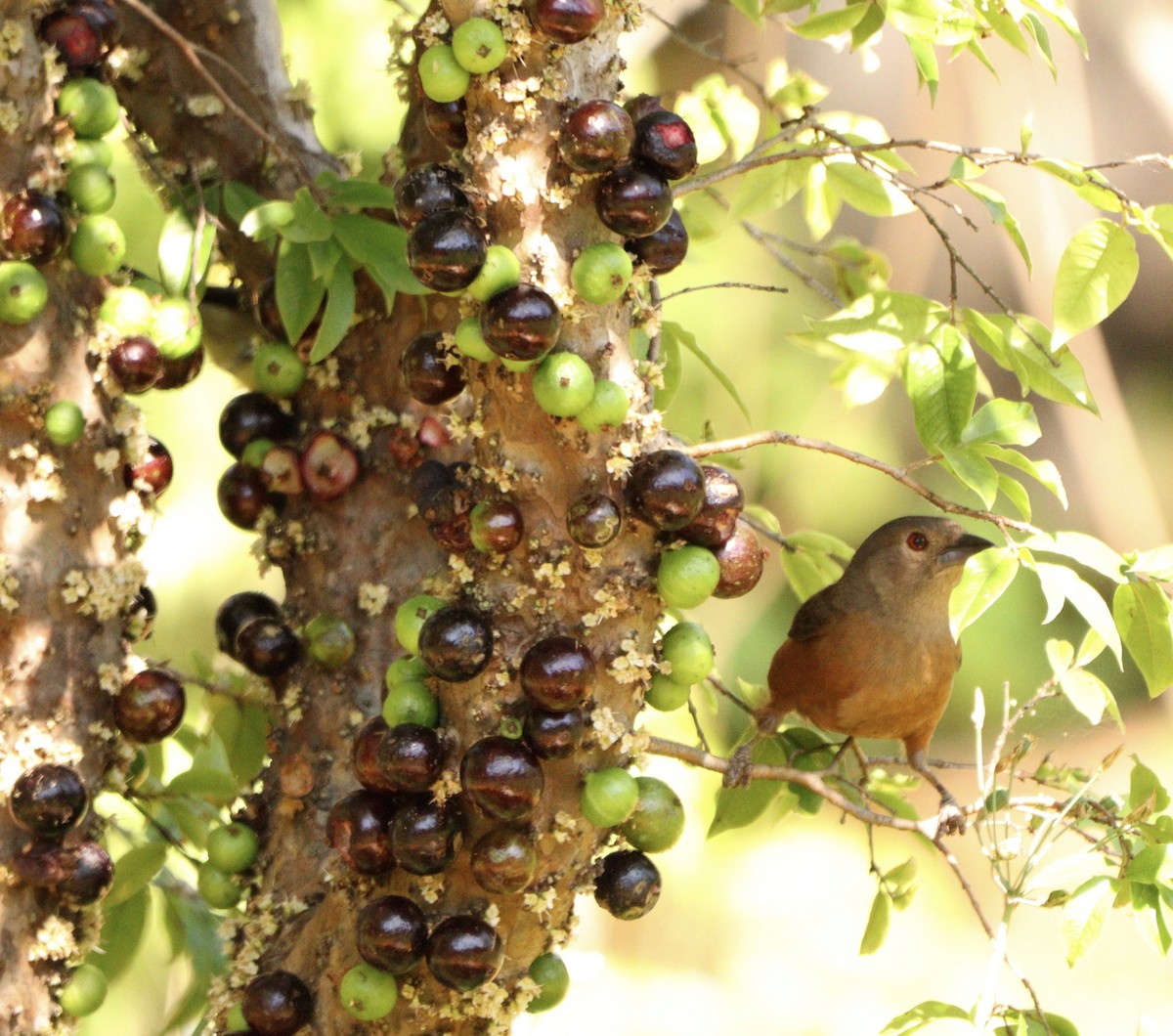 Brazilian Tanager - ML646688547