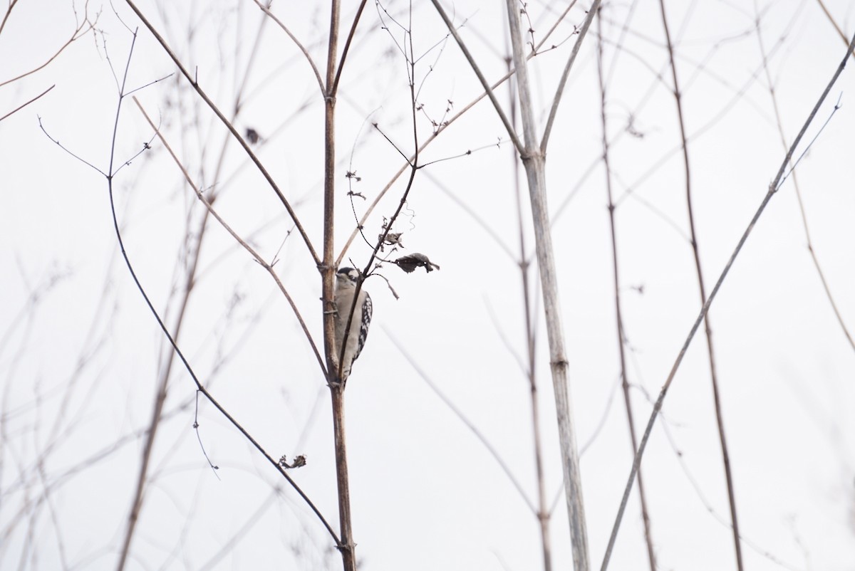 Downy Woodpecker - ML646688549