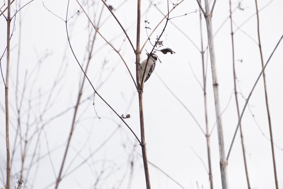 Downy Woodpecker - ML646688550