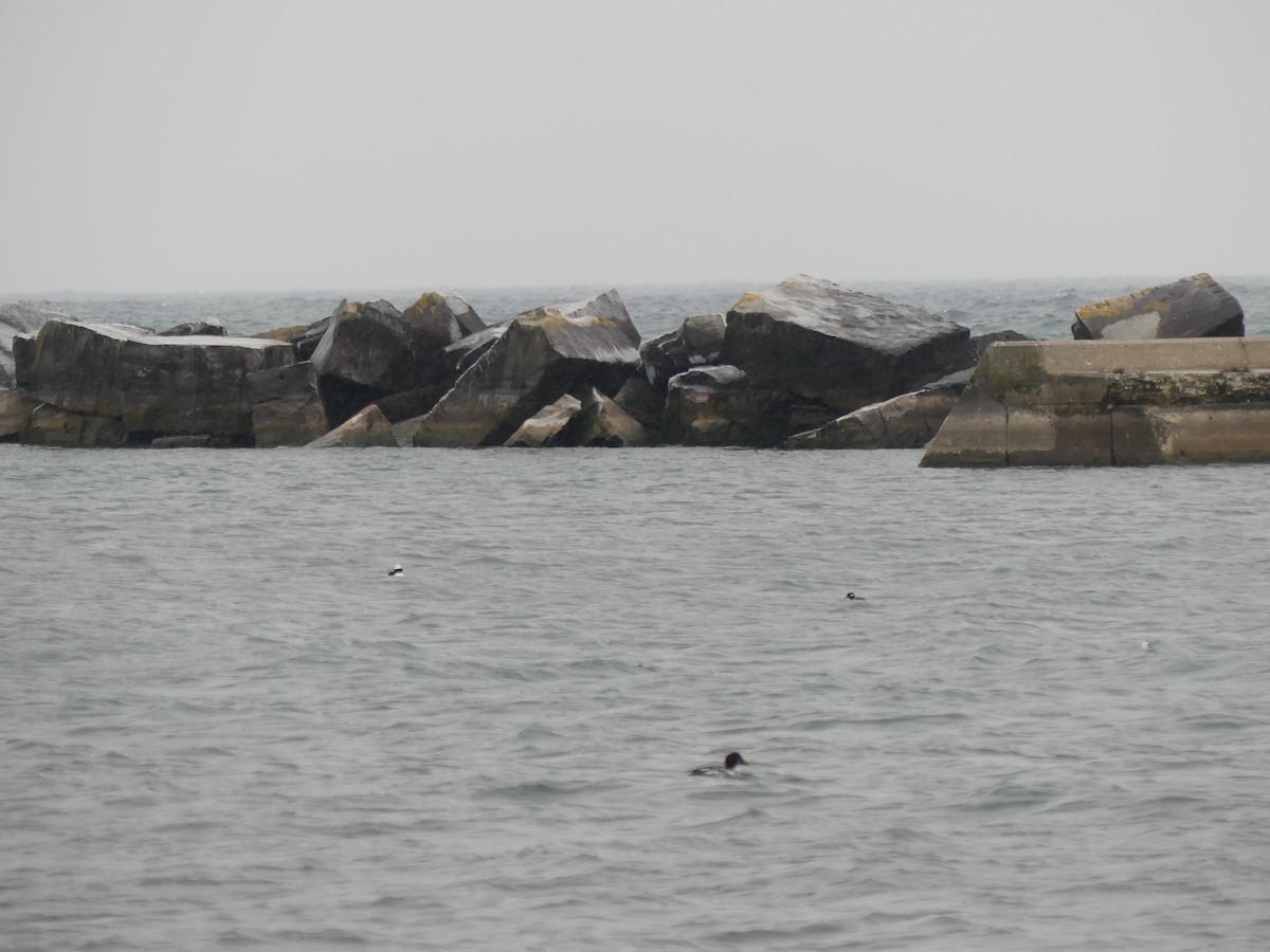 Bufflehead - ML646688551