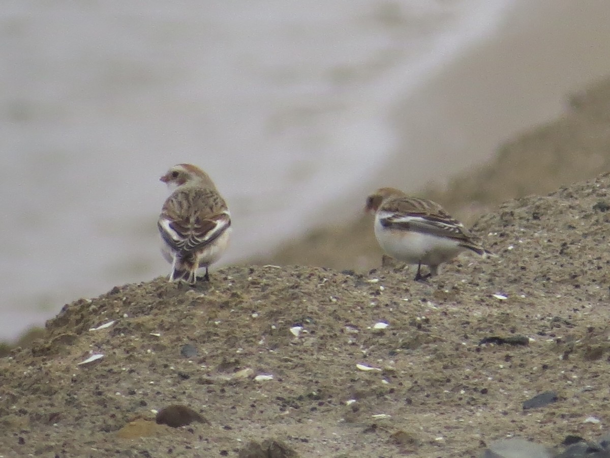 Snow Bunting - ML646688553