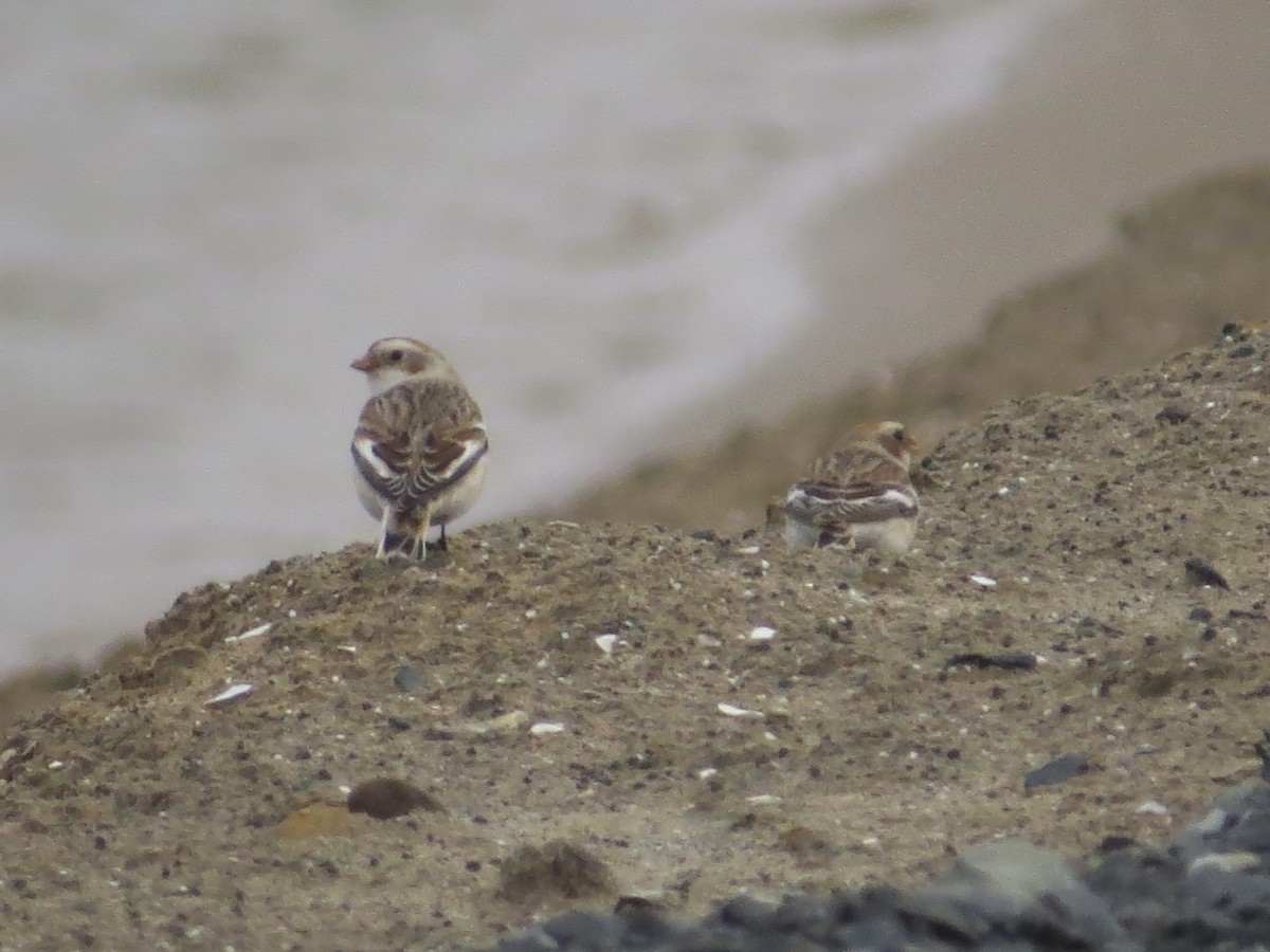 Snow Bunting - ML646688554