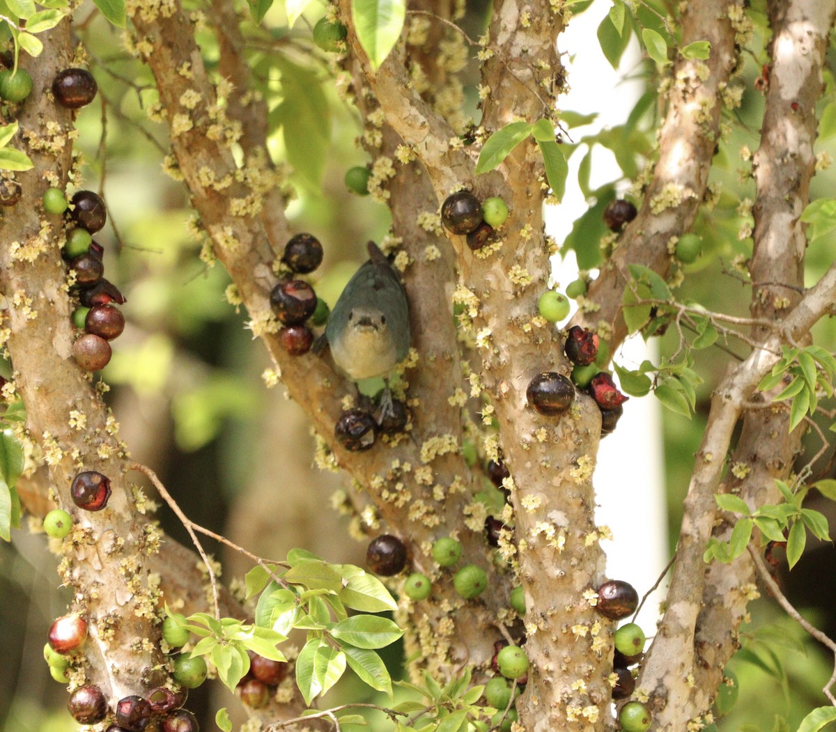 Sayaca Tanager - ML646688555