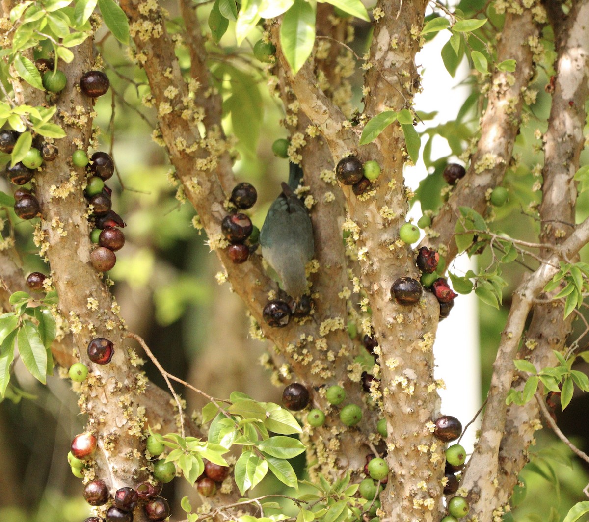 Sayaca Tanager - ML646688556