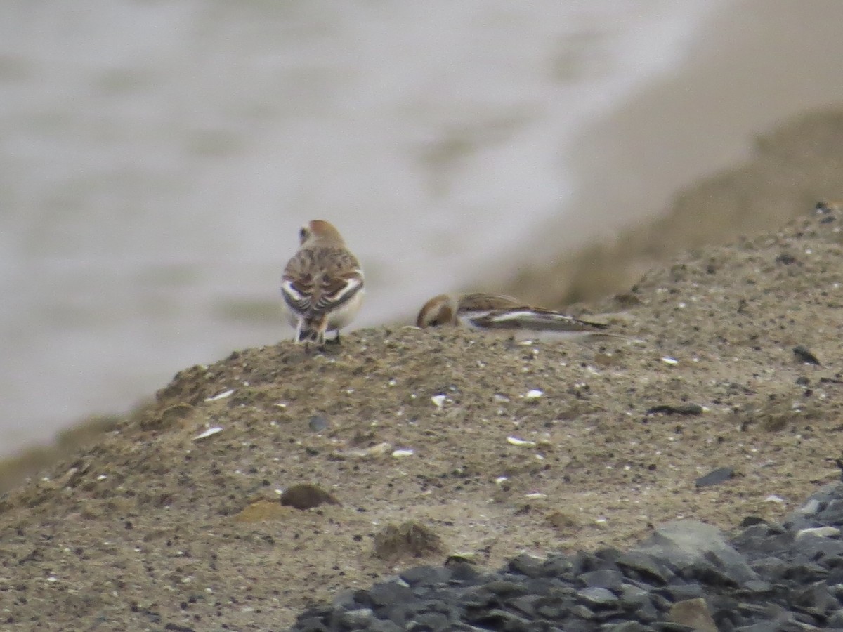 Snow Bunting - ML646688557