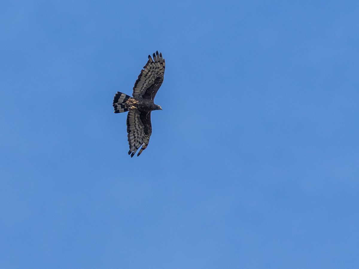 Oriental Honey-buzzard - ML646688558