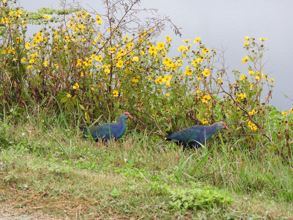 Gray-headed Swamphen - ML646688559