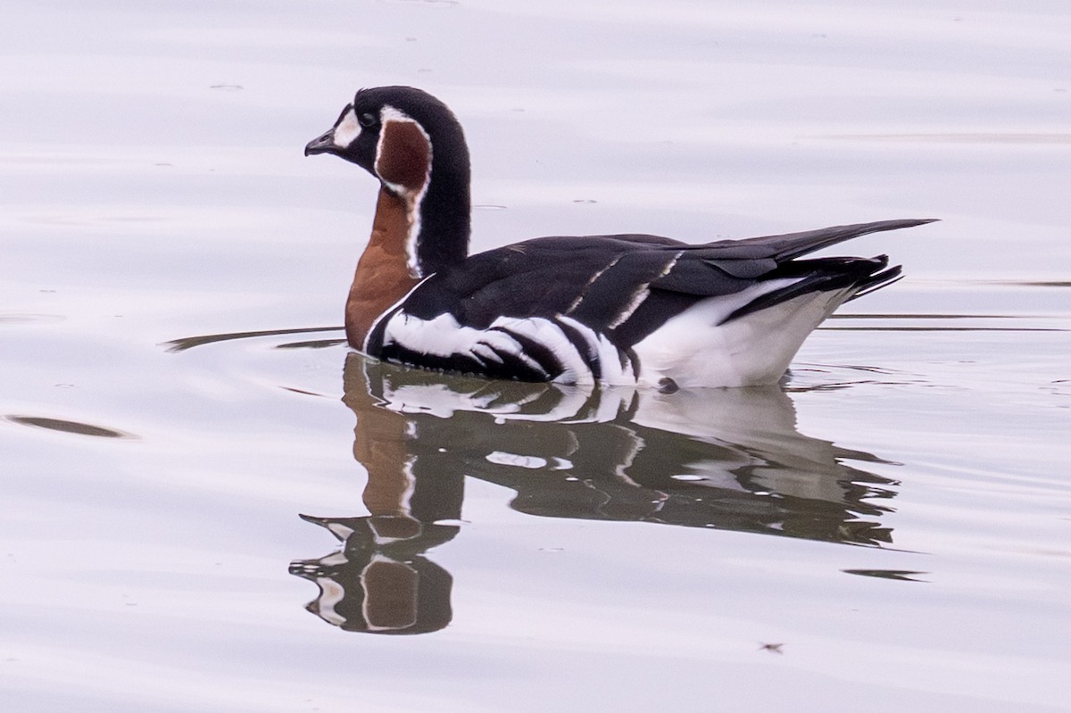 Bernache à cou roux - ML646688561