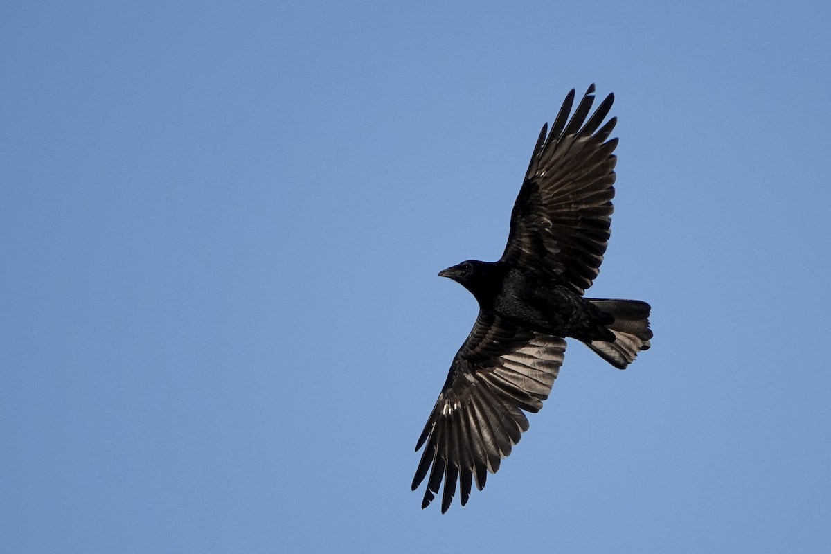 Carrion Crow - ML646688562