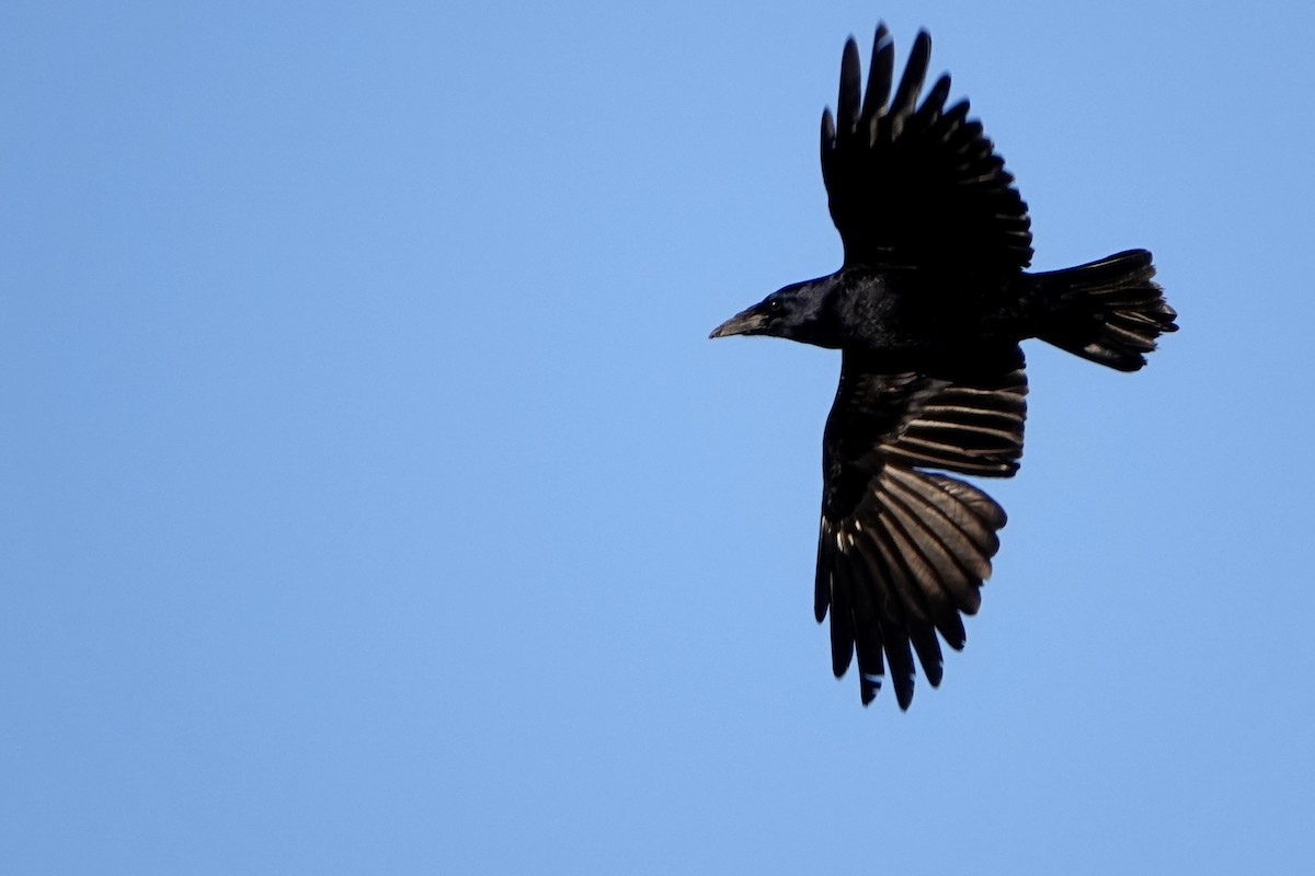 Carrion Crow - ML646688563