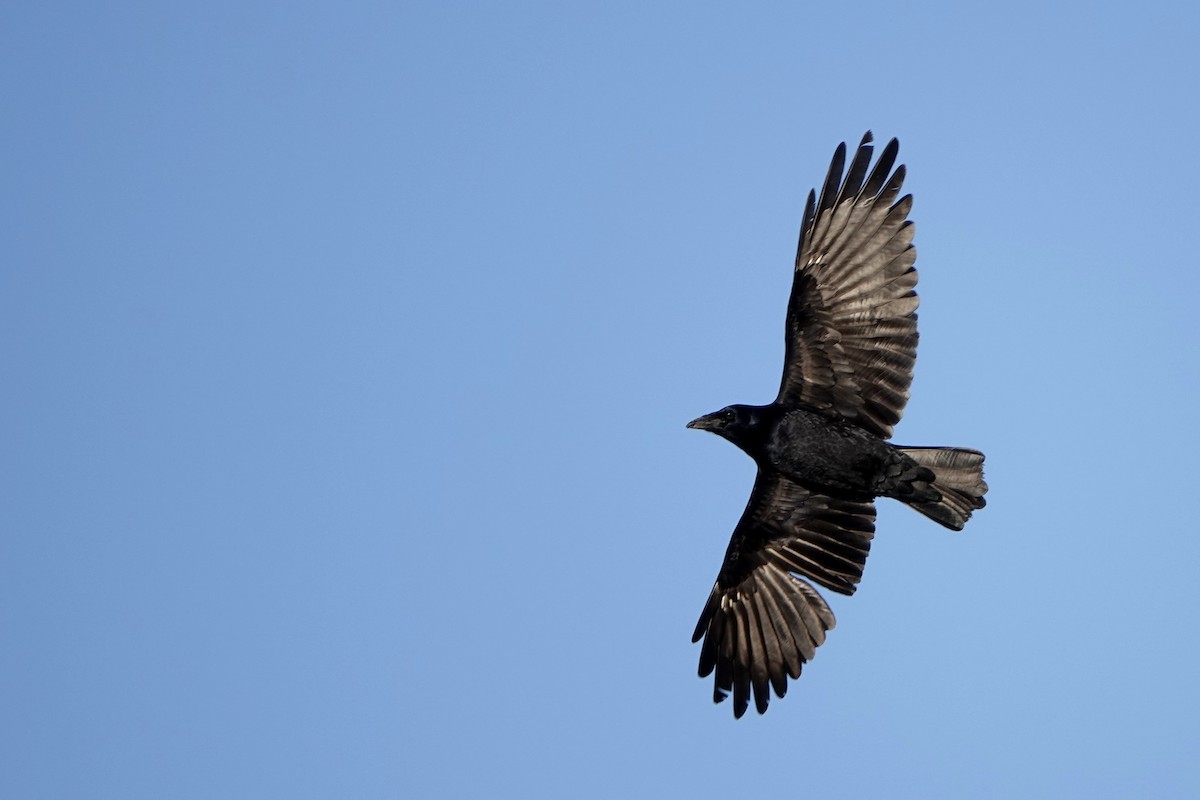 Carrion Crow - ML646688564