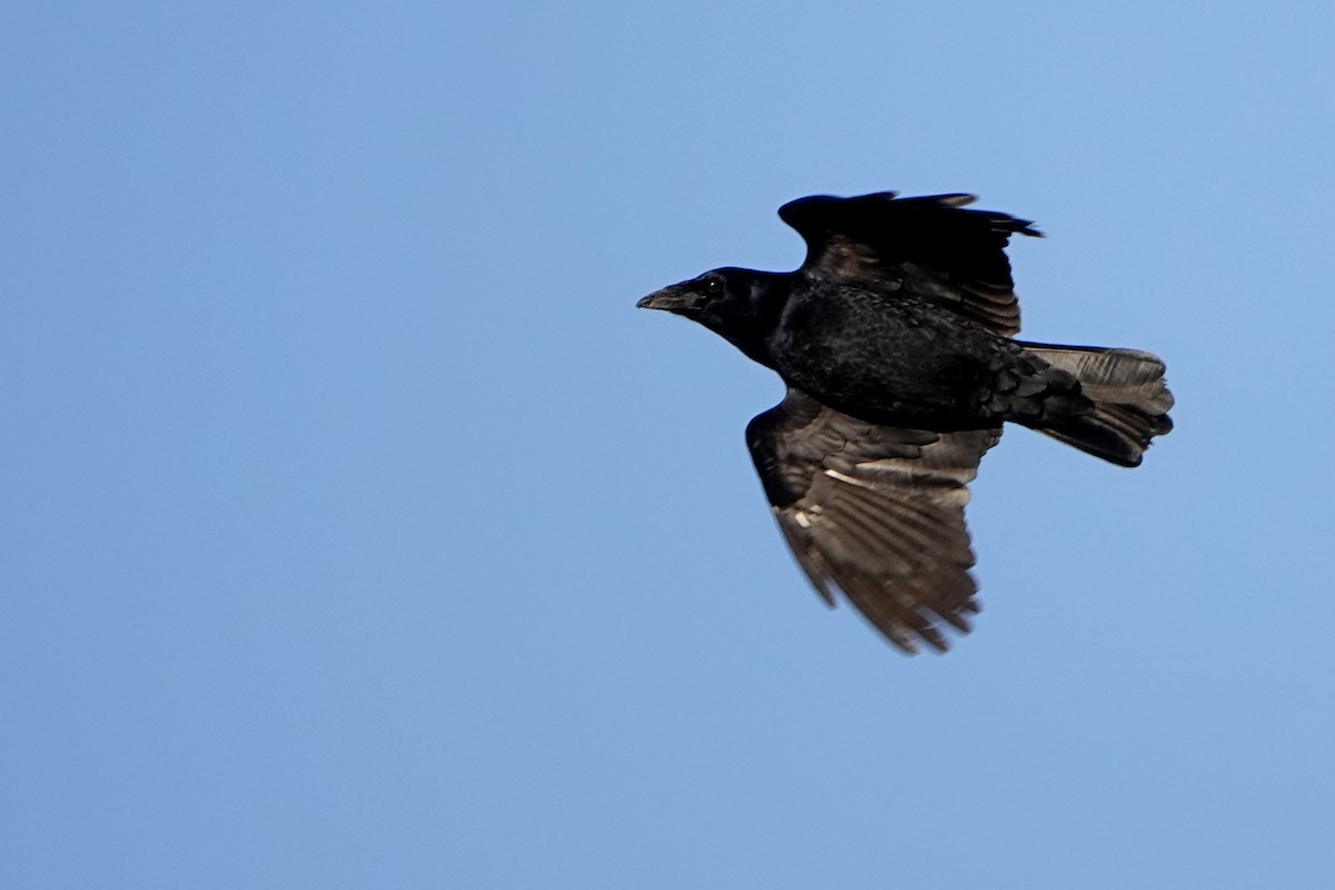 Carrion Crow - ML646688565