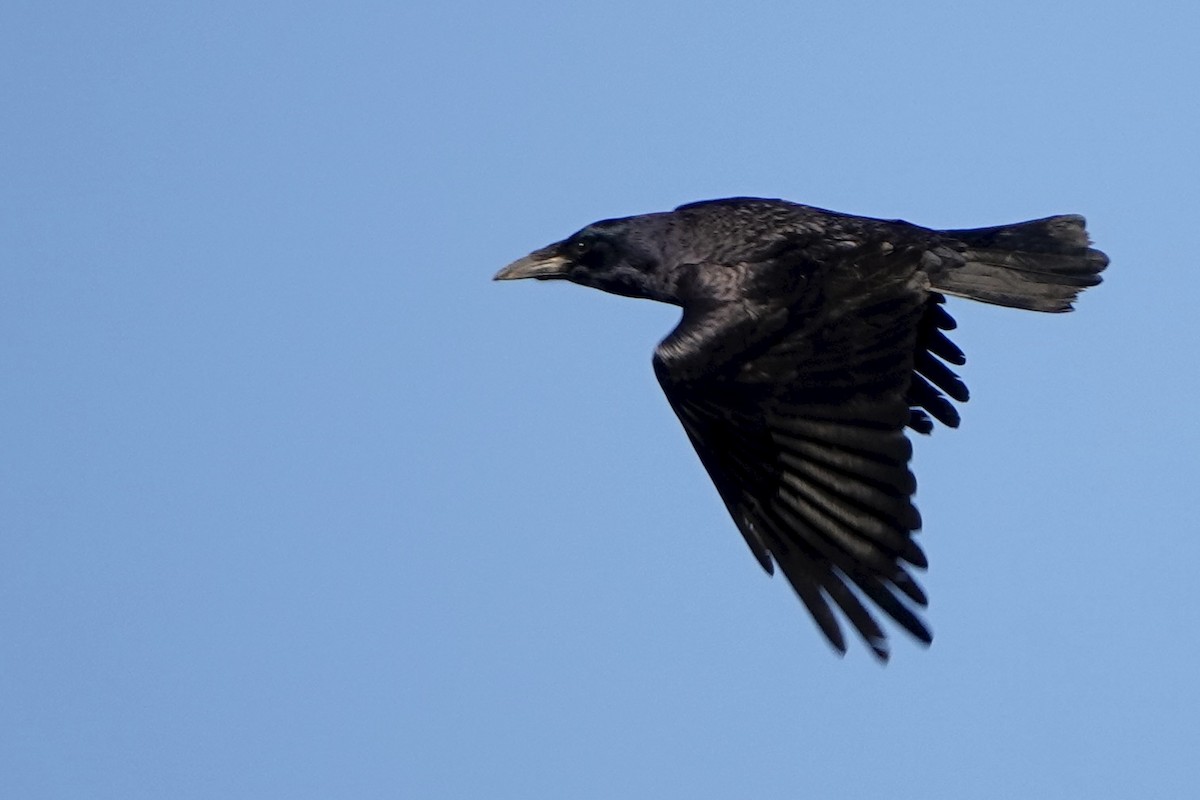 Carrion Crow - ML646688566