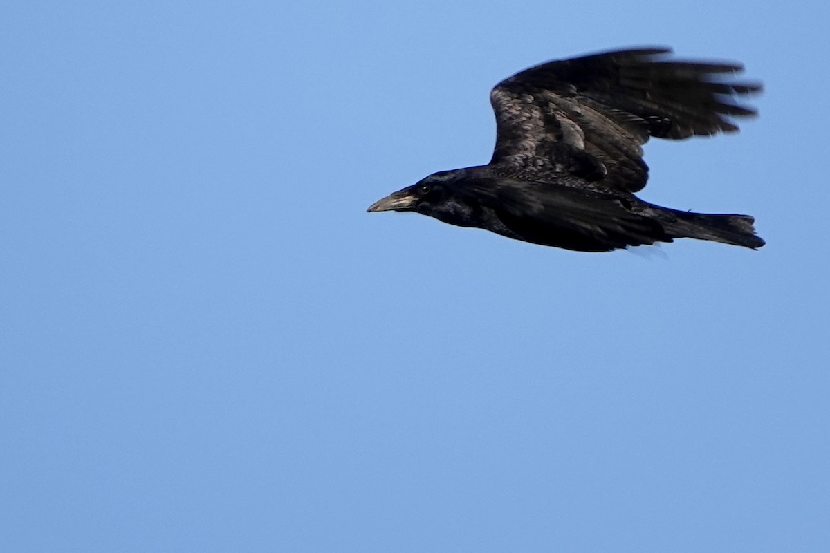 Carrion Crow - ML646688567