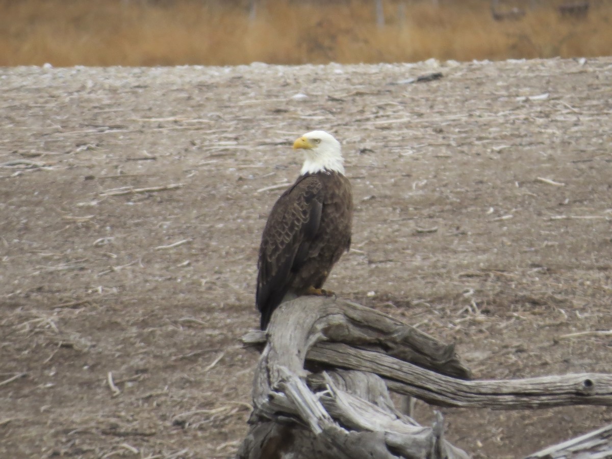 Bald Eagle - ML646688568