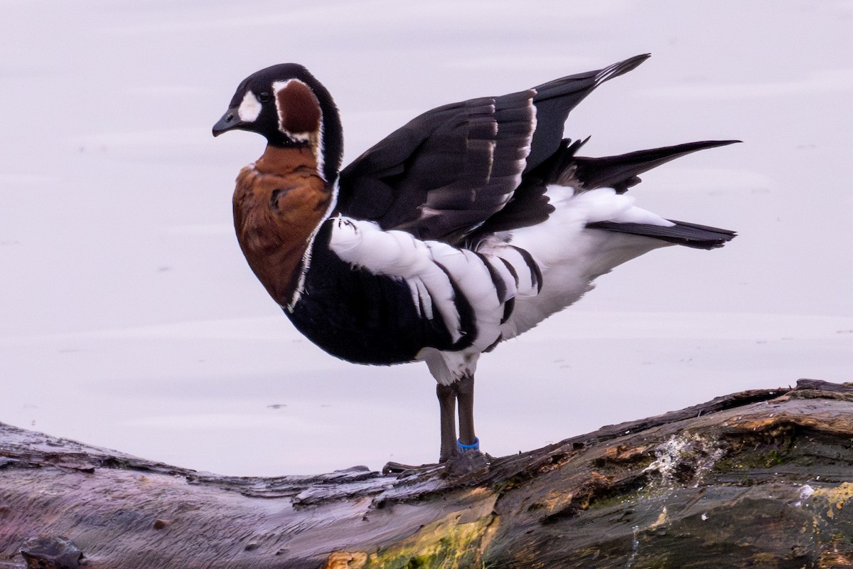 Bernache à cou roux - ML646688569