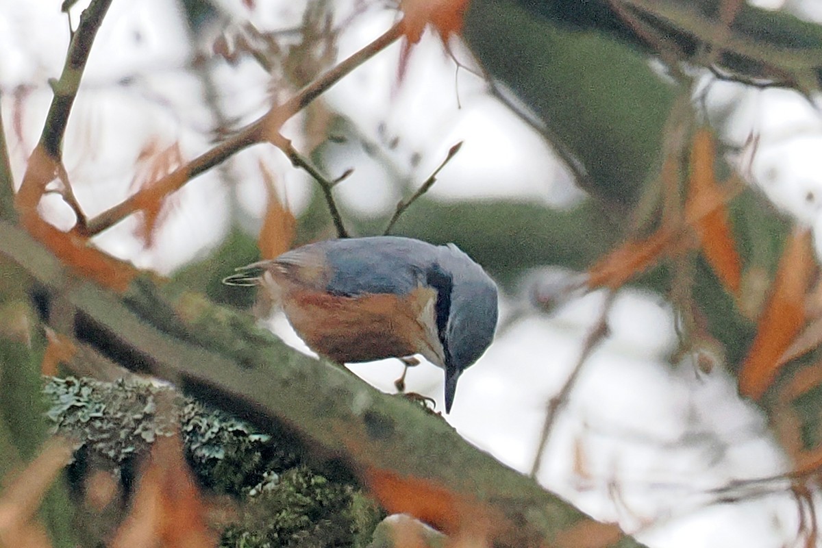 Garrapo eurasiarra - ML646688577