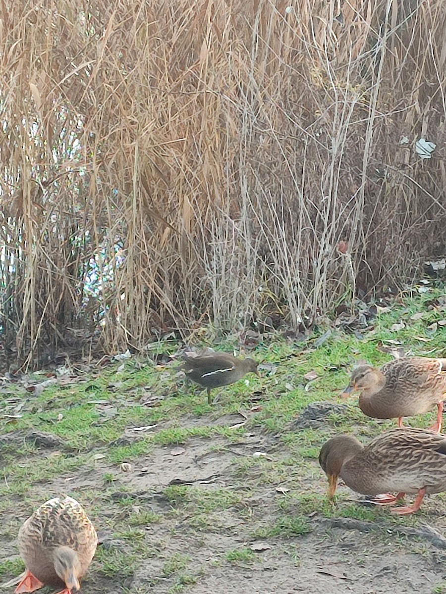 Sutavuğu - ML646688579