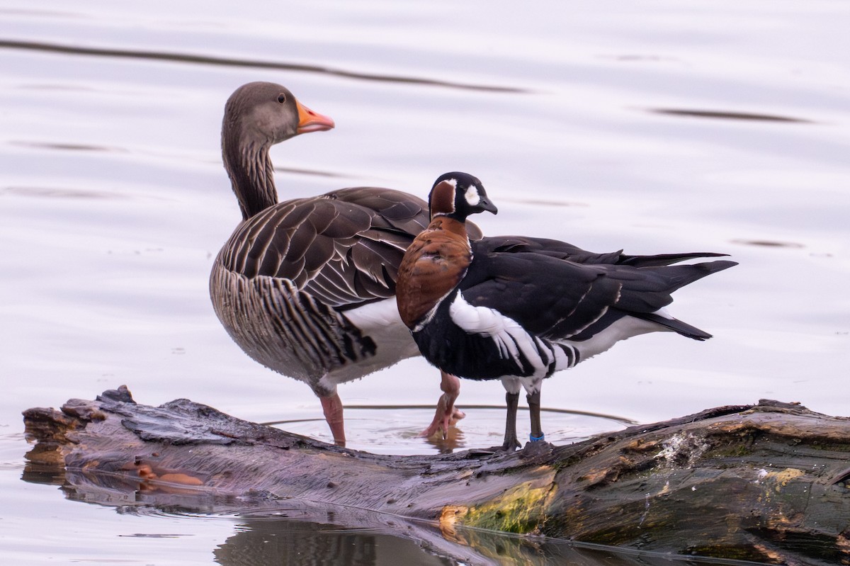 Bernache à cou roux - ML646688581