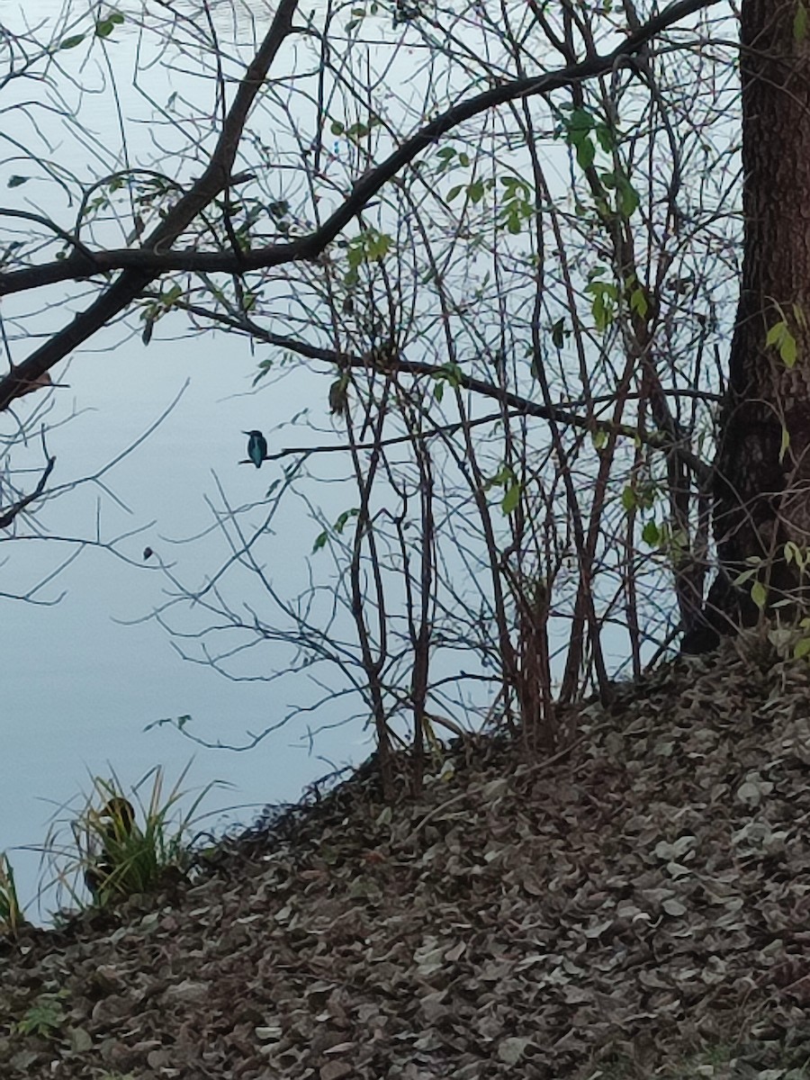 Yalıçapkını - ML646688583