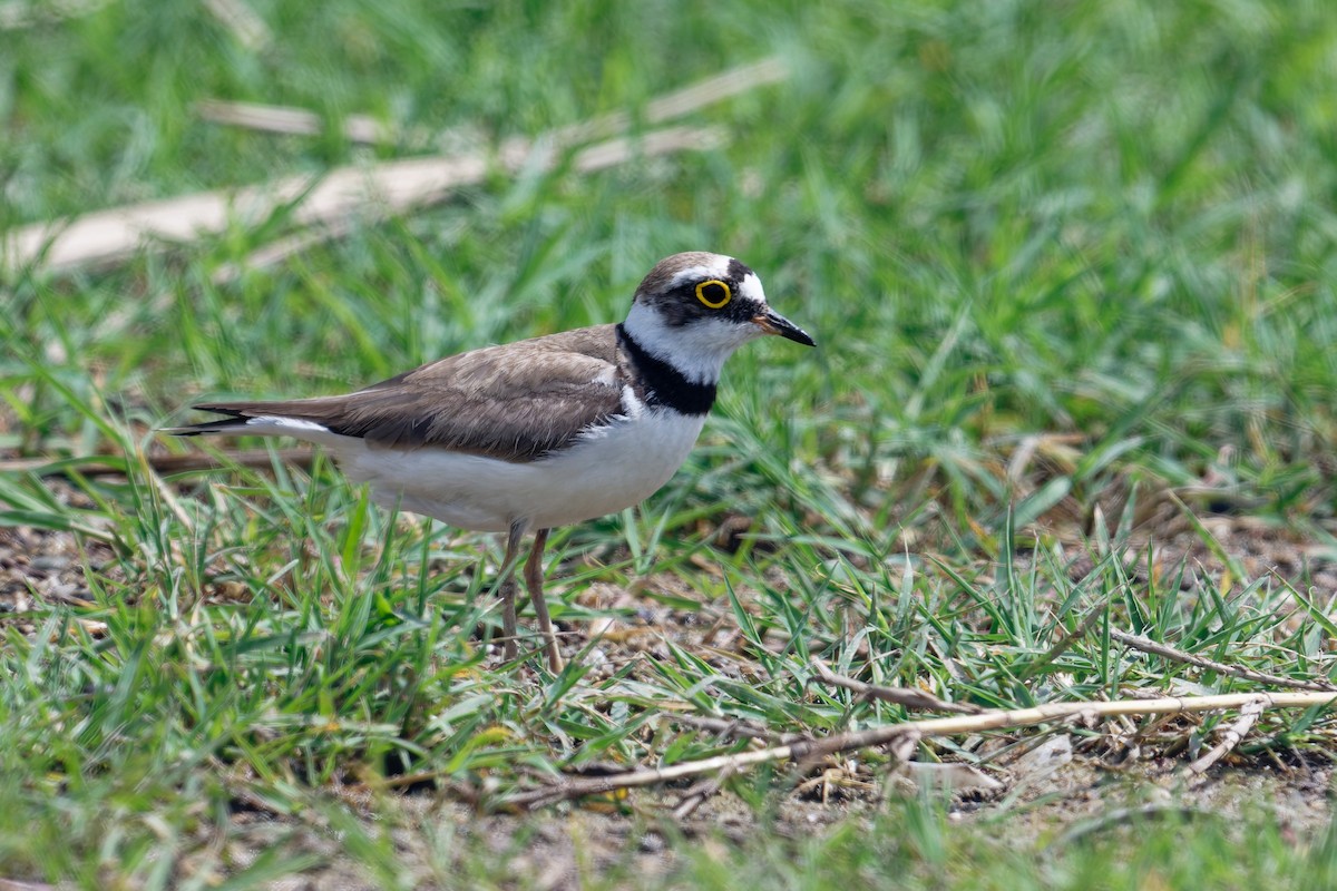 Txirritxo txikia - ML646688585