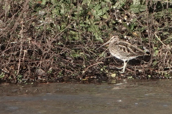 Common Snipe - ML646688586
