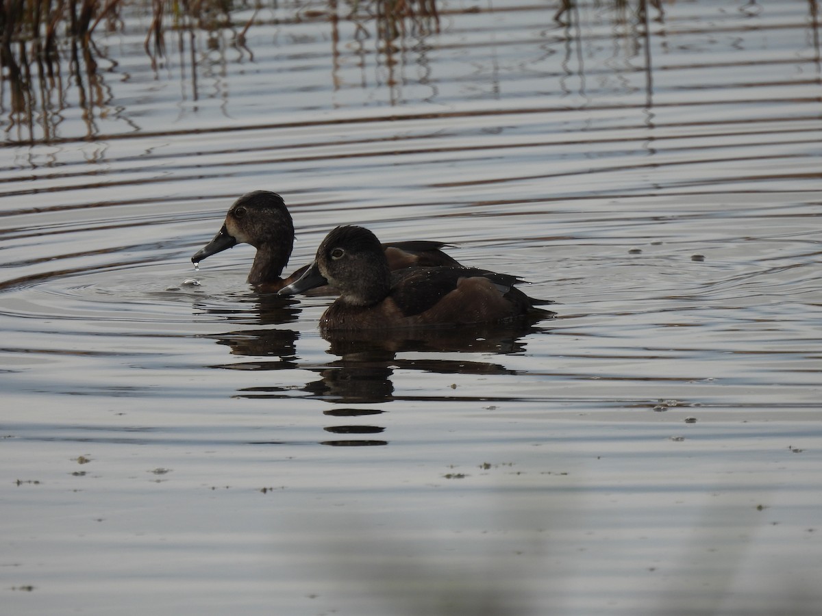 Кольчатая чернеть - ML646688588