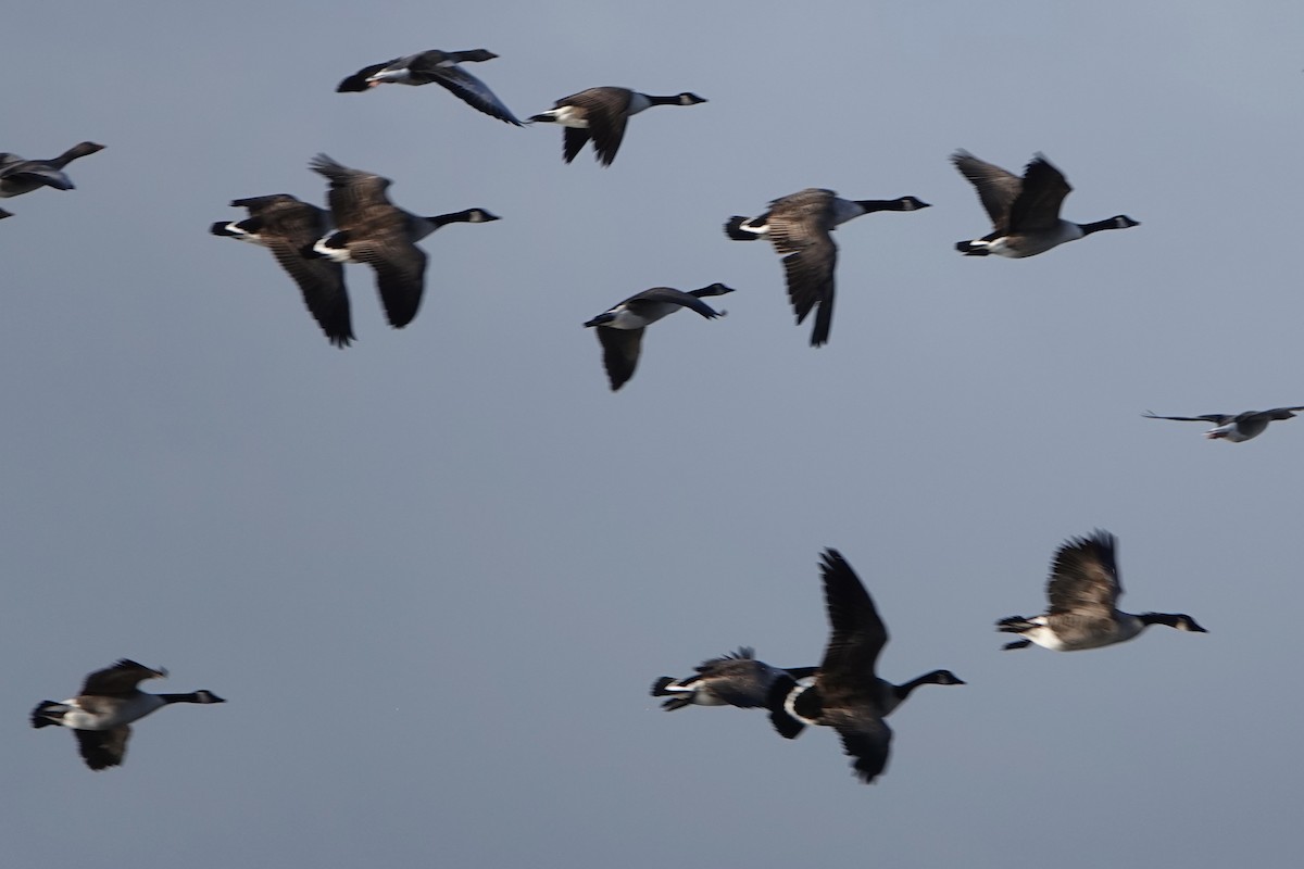 Canada Goose - ML646688589