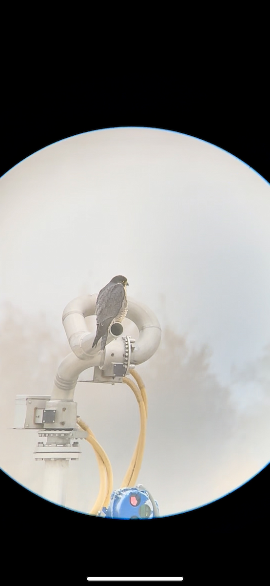 Falco pellegrino - ML646688591