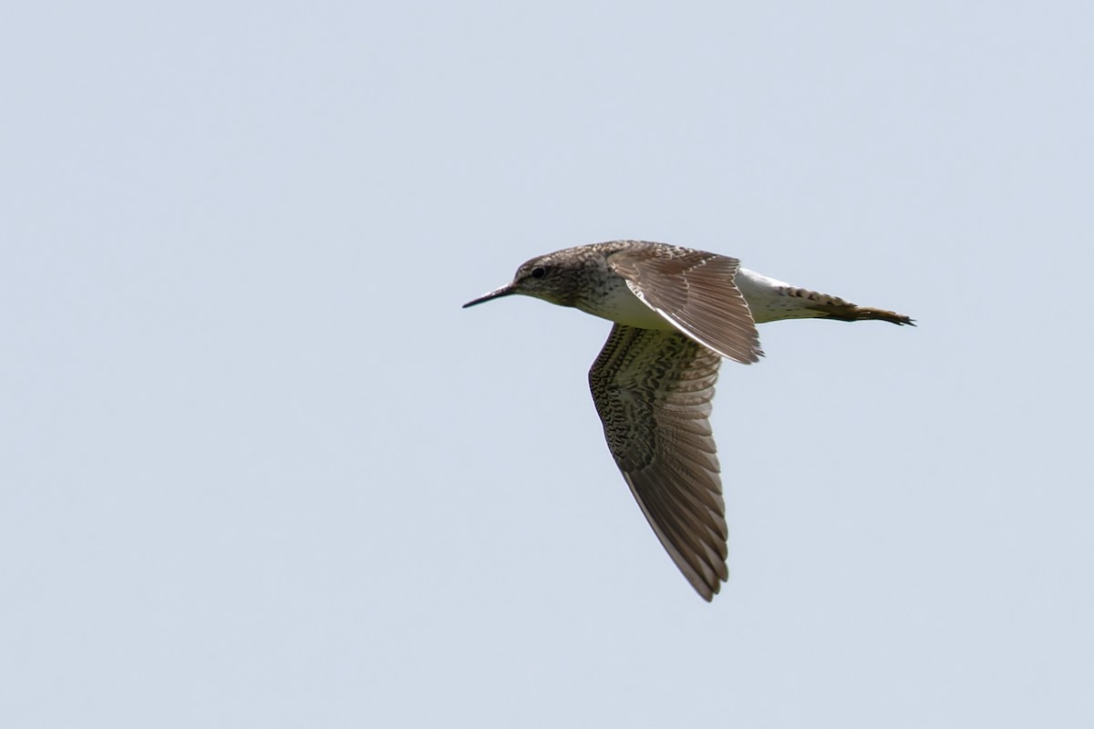 Borrokalaria - ML646688593