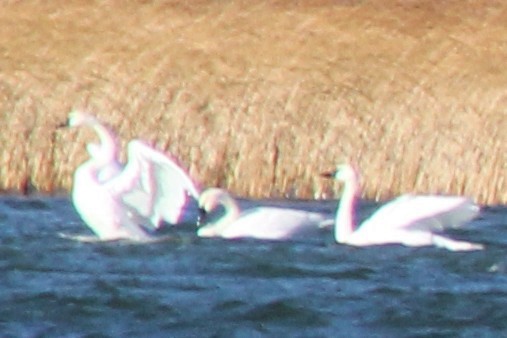 labuť trubač - ML646688594