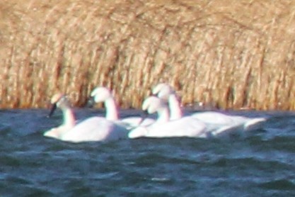 labuť trubač - ML646688595