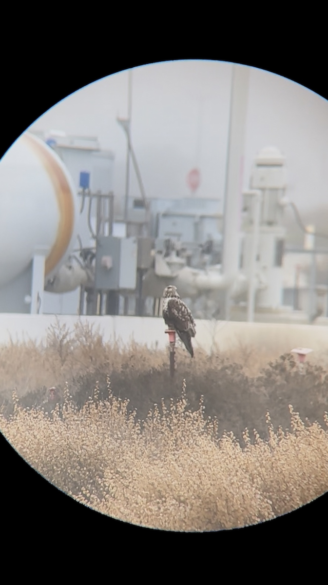 Poiana calzata - ML646688598