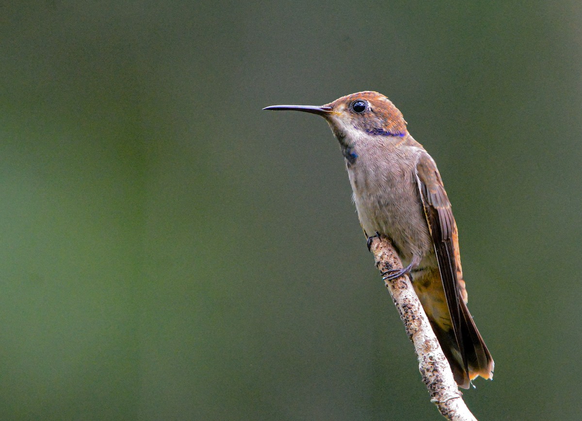 Brown Violetear - ML646688600