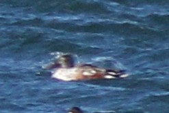 lžičák pestrý - ML646688602