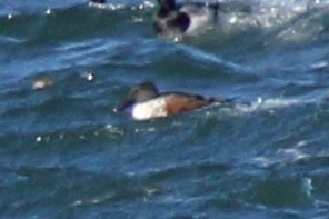 lžičák pestrý - ML646688603