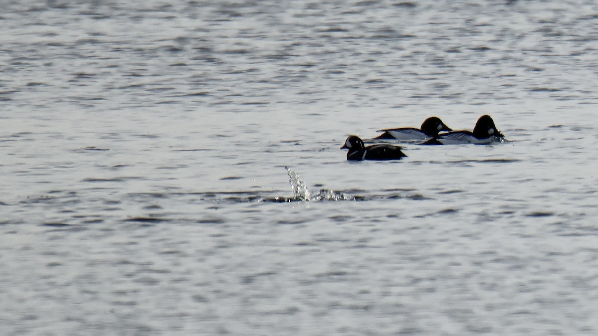 Harlequin Duck - ML646688604