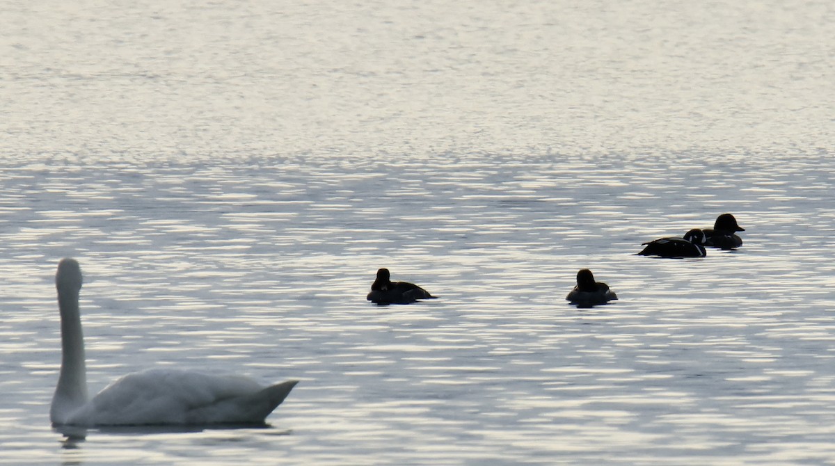 Harlequin Duck - ML646688605
