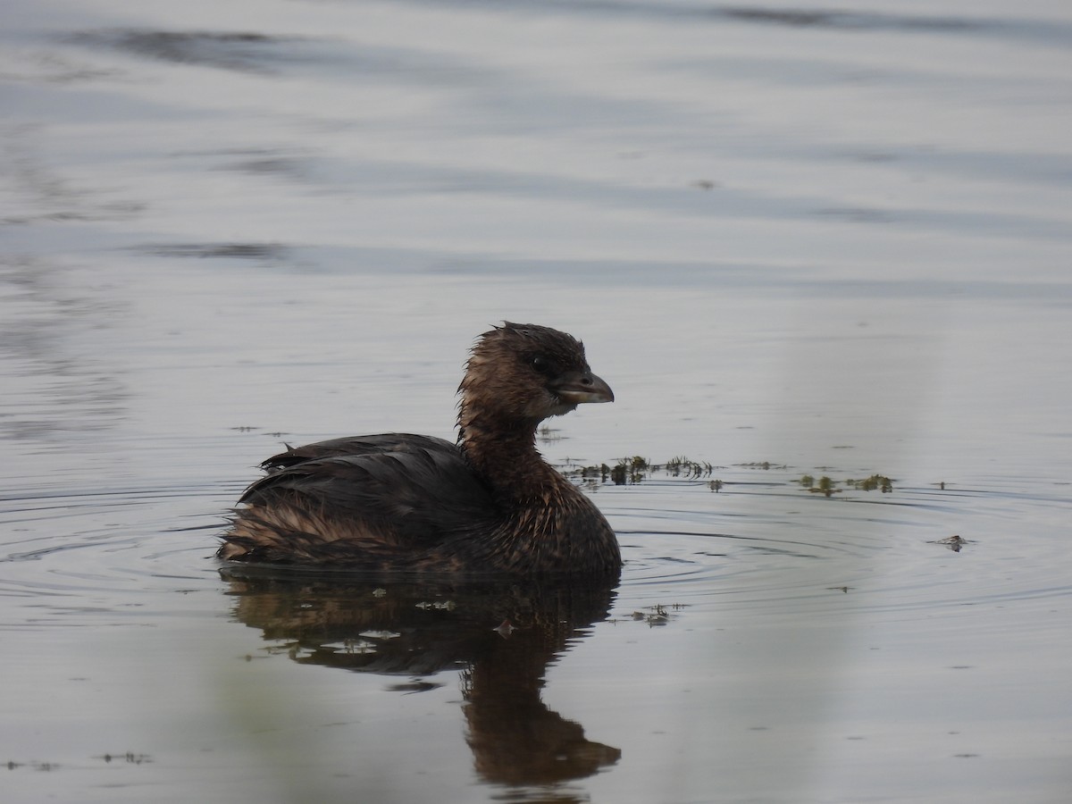 Пестроклювая поганка - ML646688606